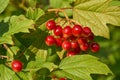 In the garden of the country house ripen bunches of viburnum. Summer 2021