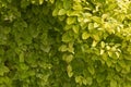 Garden creeper background