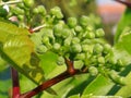 Red Green Bloom of Parthenocissus