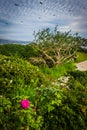 Garden at Crescent Bay Point Park, in Laguna Beach, California. Royalty Free Stock Photo