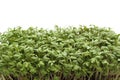 Garden cress