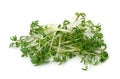 Garden cress