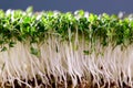 Garden Cress Royalty Free Stock Photo