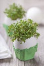 Garden cress