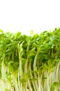 Garden cress