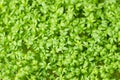 Garden cress, fresh sprouts, young leaves Royalty Free Stock Photo