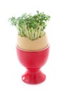 Garden Cress Royalty Free Stock Photo