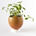 Garden cress growing in an empty egg shell
