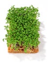 Garden cress isolated over white Royalty Free Stock Photo