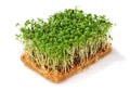 Garden cress isolated over white