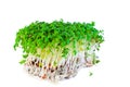 Garden cress isolated on white