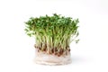 Garden cress isolated on white Royalty Free Stock Photo