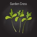 Garden cress lepidium sativum , or pepper grass, vegetable culinary herb