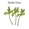 Garden cress lepidium sativum , or pepper grass, vegetable culinary herb