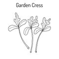 Garden cress lepidium sativum , or pepper grass, vegetable culinary herb