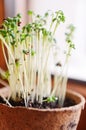 Garden cress sprouts Royalty Free Stock Photo