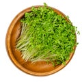 Garden cress sprouts, pepperwort or peppergrass in a wooden bowl