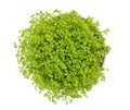 Garden cress in white bowl from above over white Royalty Free Stock Photo