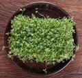 Garden cress on wooden background. Pepper grass Royalty Free Stock Photo