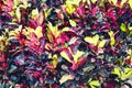Garden Croton with bright red yellow and green leaves