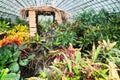 Garden croton -Codiaeum croton variegatum exotic plant in large garden greenhouse Royalty Free Stock Photo