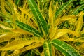 Garden croton Codiaeum variegatum aka variegated croton
