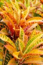 Garden Croton