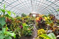 Garden croton -Codiaeum croton variegatum exotic plant in large garden greenhouse Royalty Free Stock Photo