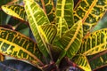 Garden Croton leaves are beautifully color interchangeably