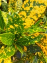 Garden Croton This plant has green leaves and bright yellow spots