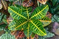 Garden croton plant striking foliage background