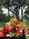 Garden Crotons in the Iao Valley, Maui Royalty Free Stock Photo