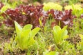 Garden cultivated with green and purple lettuces. Royalty Free Stock Photo