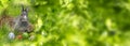 Garden with cute easter rabbit Royalty Free Stock Photo