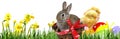 garden with cute easter rabbit and chickens Royalty Free Stock Photo