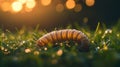 garden cutworm Royalty Free Stock Photo