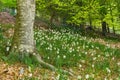 Garden of daffodils in the forest. Montseny