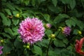 Garden Dahlia flower are blooming in the garden Royalty Free Stock Photo