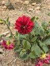 A red garden Dahlia flower