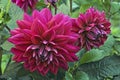 Garden dahlia flowers