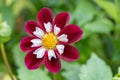 Garden Dahlia Mary Evelyn wine red collerette flower with an orange centre