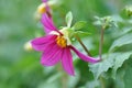 Garden dahlia with missing petal