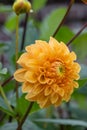 Garden Dahlia Neon Splendor with a flaming orange dinner-plate flower