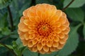 Garden Dahlia Neon Splendor a flaming orange dinner-plate flower