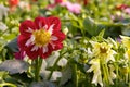 Garden with dahlias Royalty Free Stock Photo