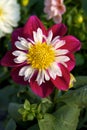 Garden with dahlias