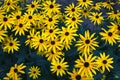 Garden of daisies flowers yellow petals bloom summer floral