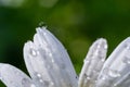 Garden daisies Leucanthemum vulgare close up. Flowering of daisies. Oxeye daisy, Daisies, Dox-eye, Common daisy, Moon daisy. Macro