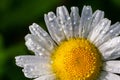 Garden daisies Leucanthemum vulgare close up. Flowering of daisies. Oxeye daisy, Daisies, Dox-eye, Common daisy, Moon daisy. Macro