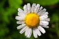 Garden daisies Leucanthemum vulgare close up. Flowering of daisies. Oxeye daisy, Daisies, Dox-eye, Common daisy, Moon daisy. Macro